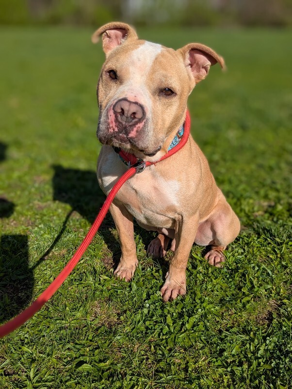 View Louie the Dog Photo #3