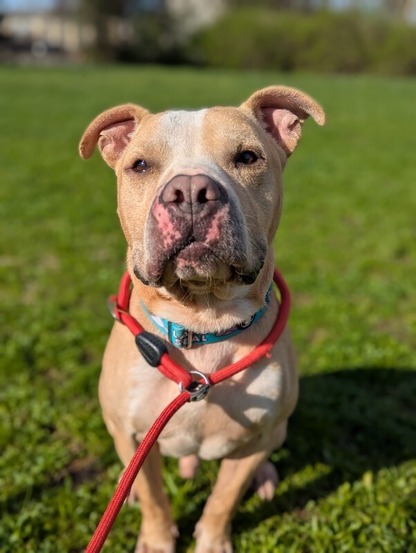 View Louie the Dog Photo #4