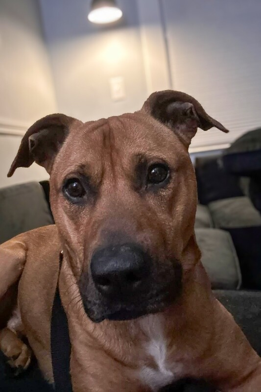 View King Kong the Dog Photo #4