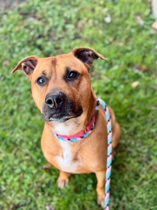 View King Kong the Dog Photo #8