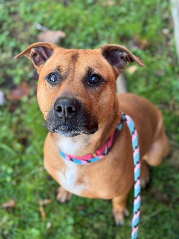 View King Kong the Dog Photo #5