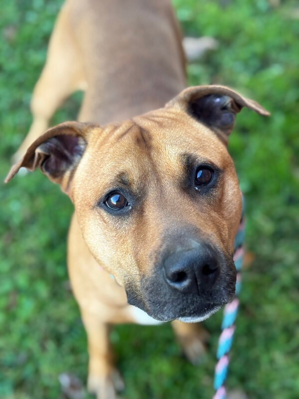 View King Kong the Dog Photo #3