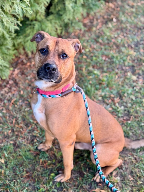 View King Kong the Dog Photo #6