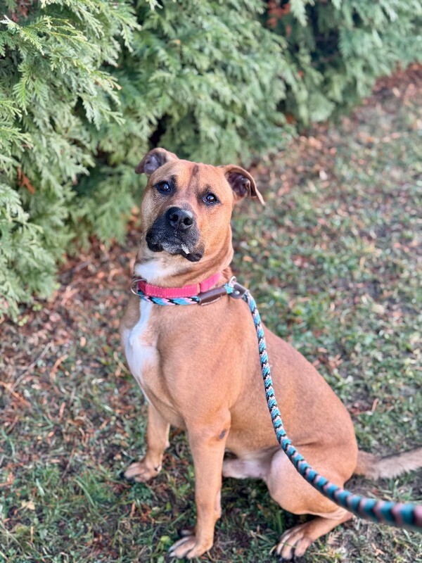 View King Kong the Dog Photo #7