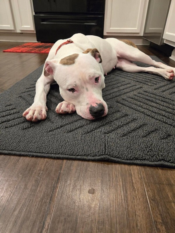 View Capybara the Dog Photo #11