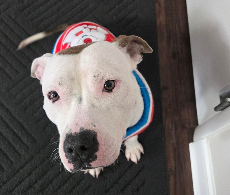 View Capybara the Dog Photo #5