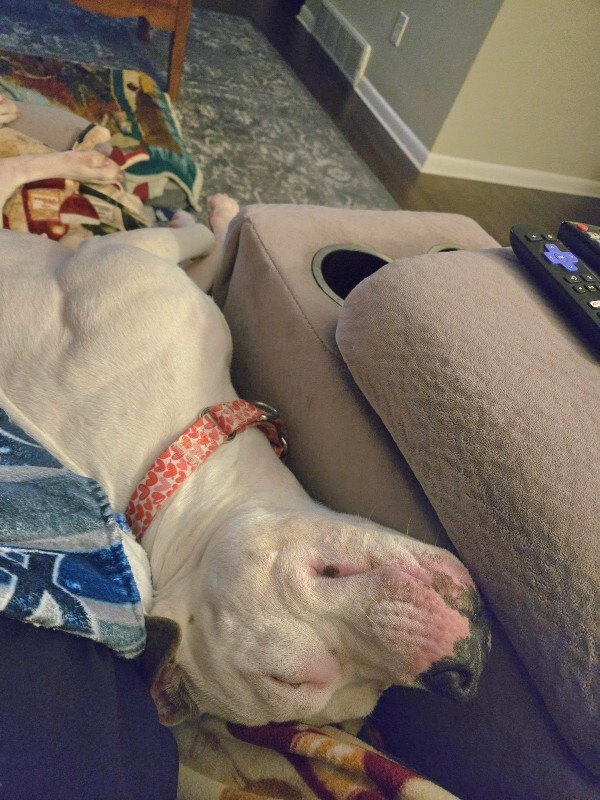 View Capybara the Dog Photo #9