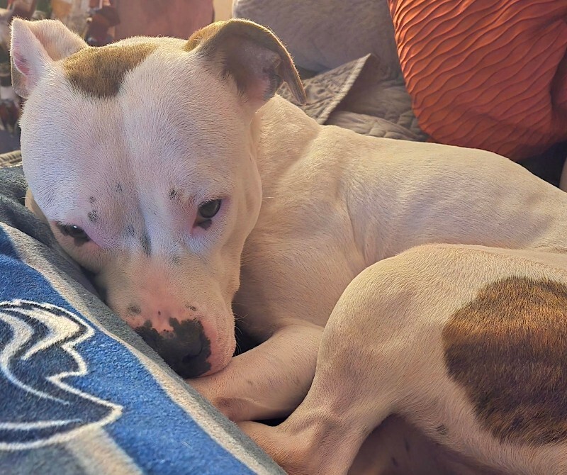 View Capybara the Dog Photo #12