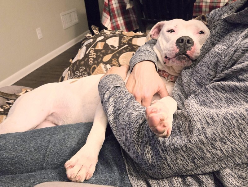 View Capybara the Dog Photo #2