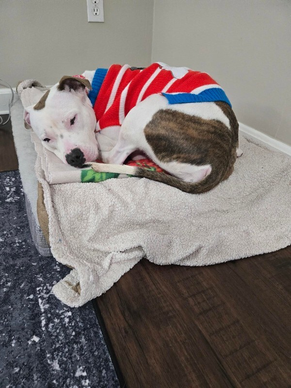 View Capybara the Dog Photo #10