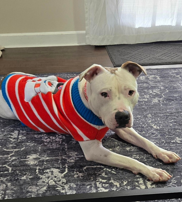 View Capybara the Dog Photo #15