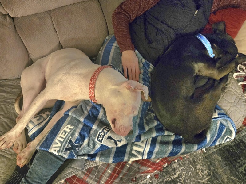 View Capybara the Dog Photo #14