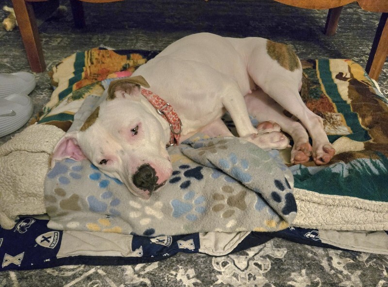 View Capybara the Dog Photo #13