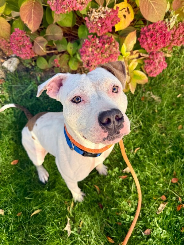 View Capybara the Dog Photo #3