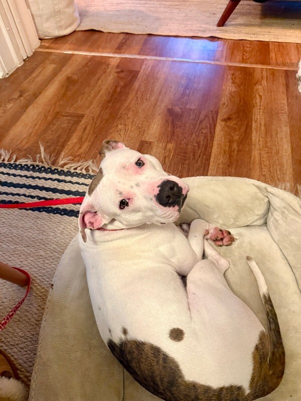 View Capybara the Dog Photo #4