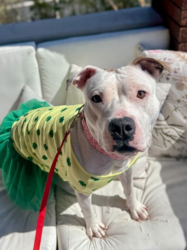 View Capybara the Dog Photo #6