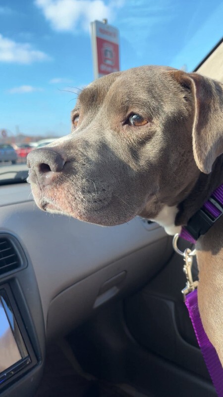 View Genie the Dog Photo #4