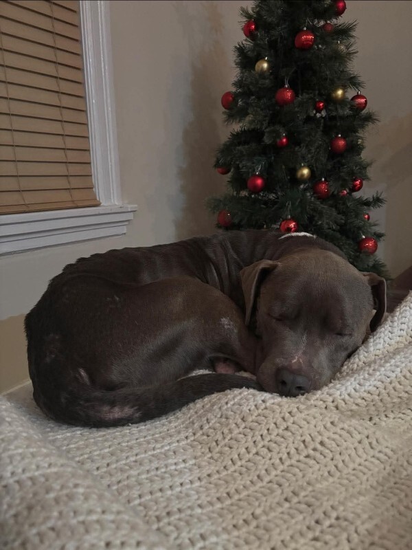 View Genie the Dog Photo #5