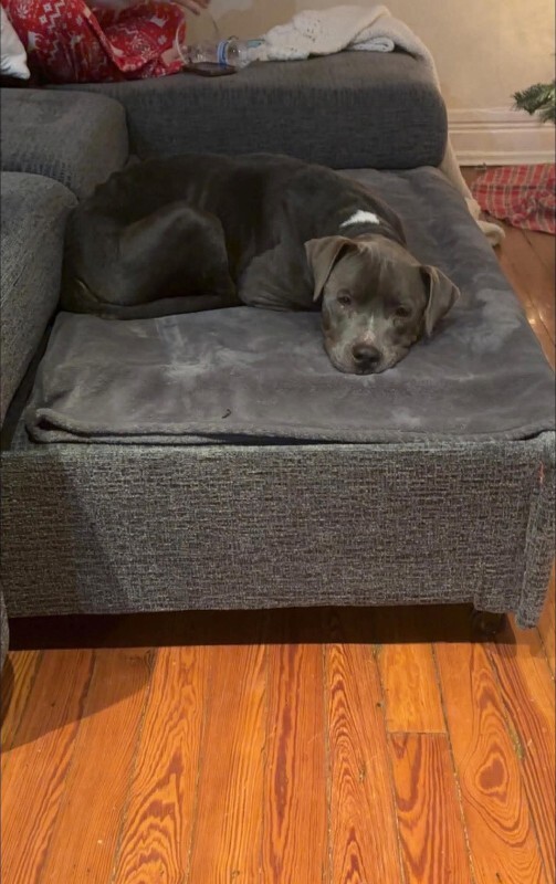 View Genie the Dog Photo #3