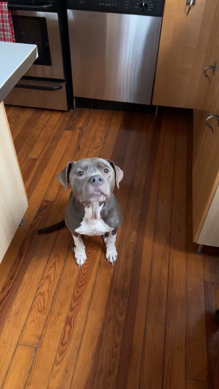 View Genie the Dog Photo #2