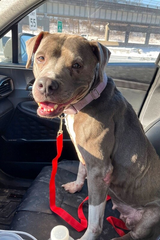 View Genie the Dog Photo #3