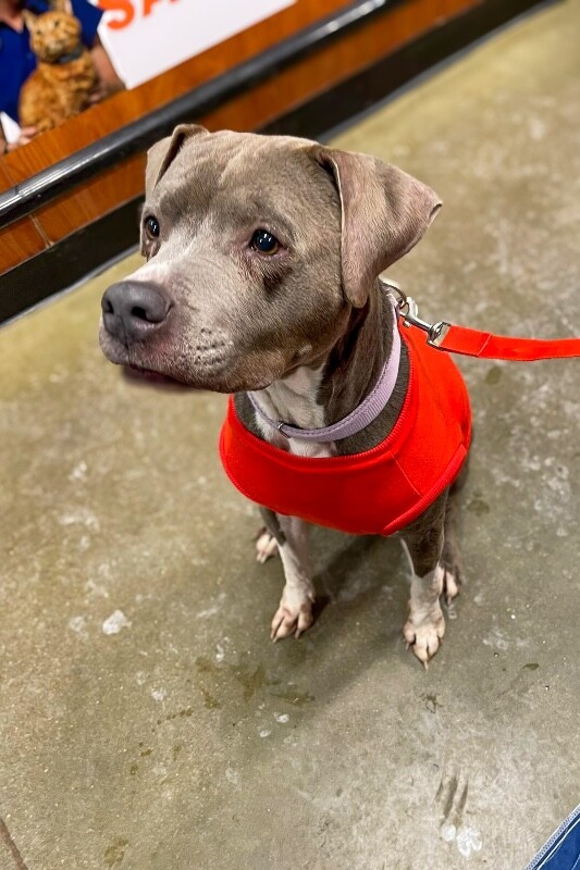 View Genie the Dog Photo #4