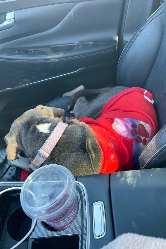 View Genie the Dog Photo #11