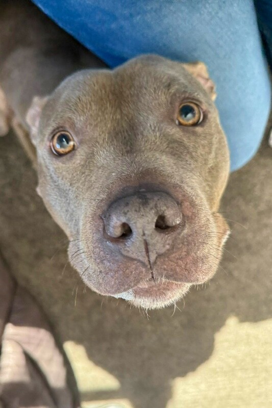 View Heron the Dog Photo #5