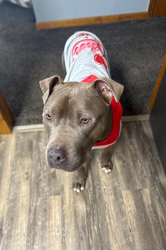 View Heron the Dog Photo #3