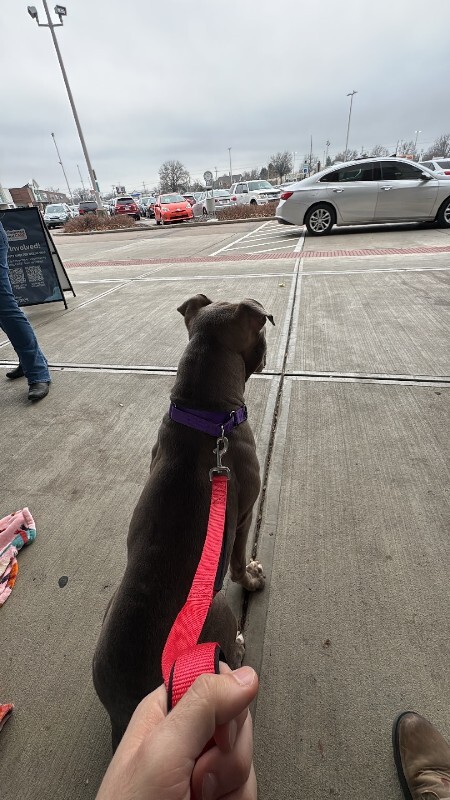 View Heron the Dog Photo #10