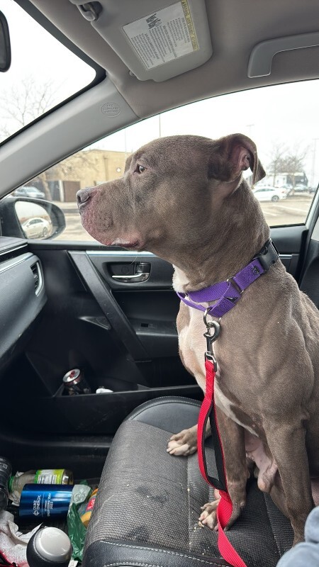 View Heron the Dog Photo #6