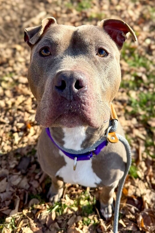 View Heron the Dog Photo #9