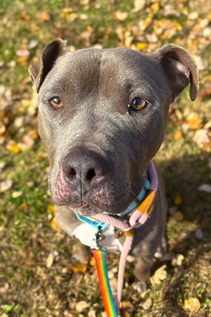 View Heron the Dog Photo #7