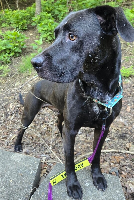 View Basilisk the Dog Photo #21