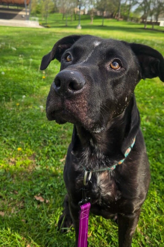 View Basilisk the Dog Photo #15
