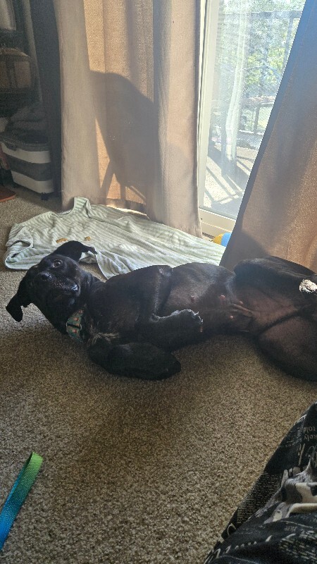 View Basilisk the Dog Photo #11