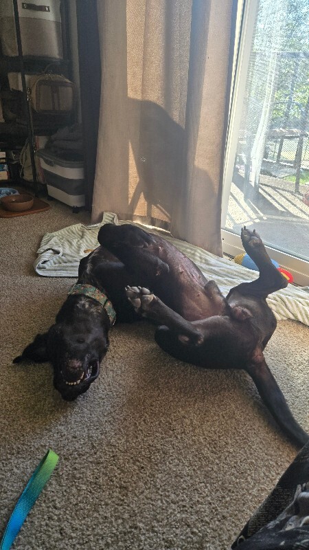 View Basilisk the Dog Photo #12