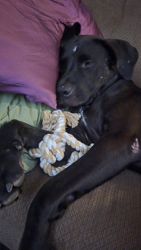 View Basilisk the Dog Photo #17