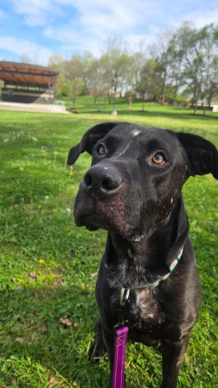 View Basilisk the Dog Photo #19