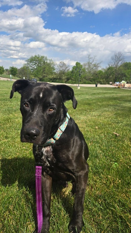 View Basilisk the Dog Photo #18