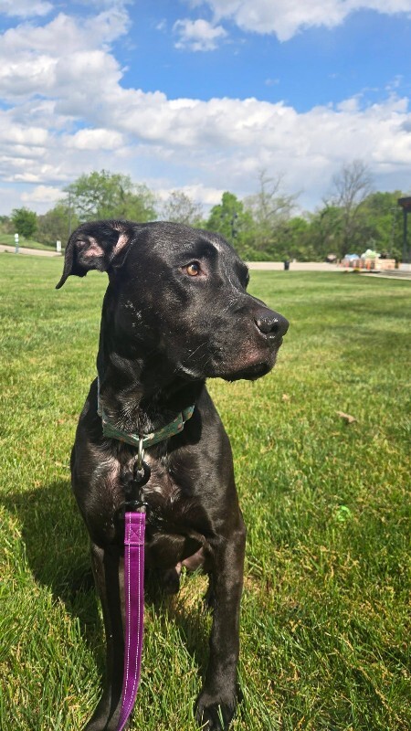 View Basilisk the Dog Photo #4