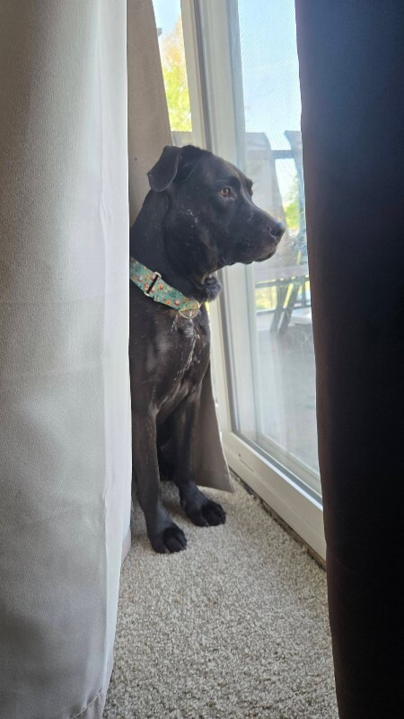 View Basilisk the Dog Photo #5