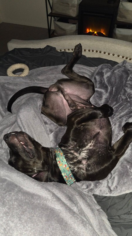 View Basilisk the Dog Photo #6