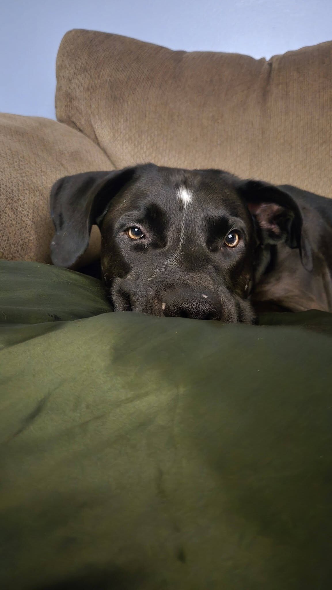 View Basilisk the Dog Photo #2