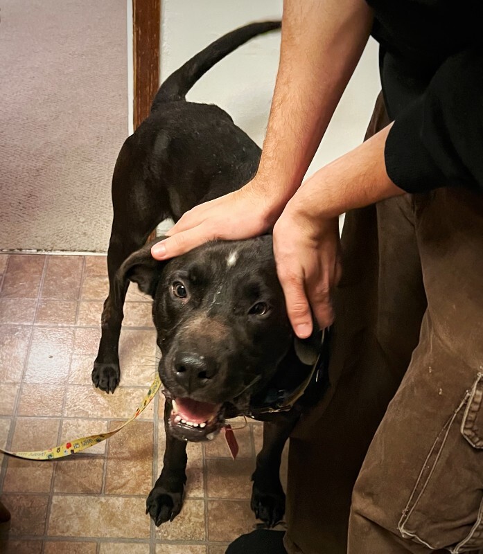 View Basilisk the Dog Photo #10