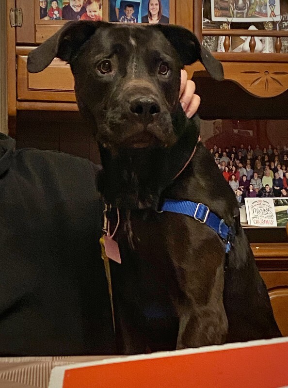 View Basilisk the Dog Photo #9