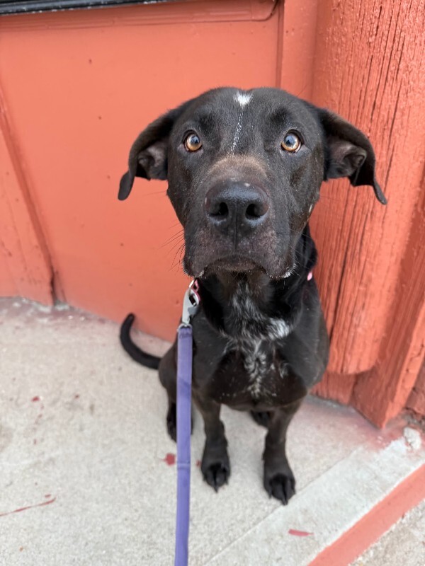 View Basilisk the Dog Photo #8