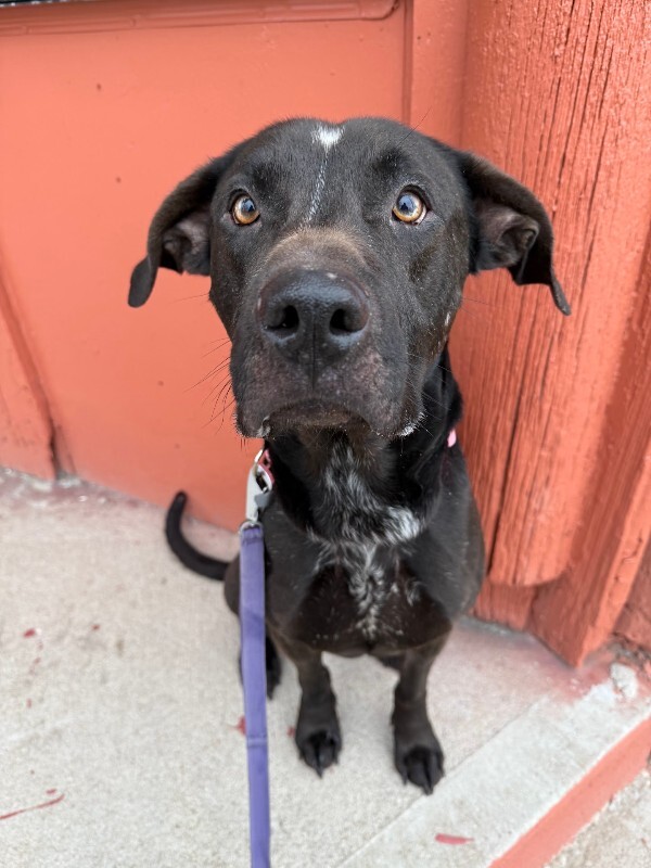 View Basilisk the Dog Photo #4