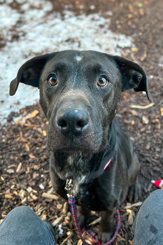 View Basilisk the Dog Photo #5