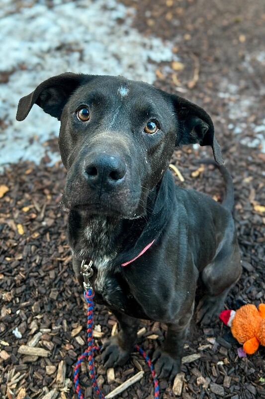 View Basilisk the Dog Photo #6